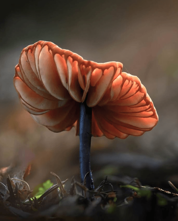 fungi 2